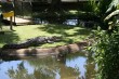 Crocodile Photo