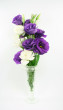 Purple & White Flowers Photo