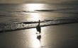 Pelican Sunrise Photo