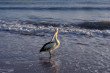 Pelican On The Beach Photo