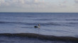 Pelican Swimming Photo