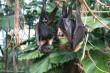 Bats Photo
