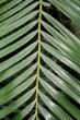 Palm Frond Photo
