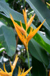 Cairns Botanical Gardens Photo