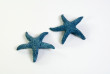 Starfish Photo