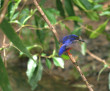 Kingfisher Photo