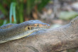 Monitor Lizard Photo