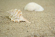 Shells Photo
