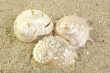 Shells Photo