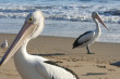 Pelicans Photo
