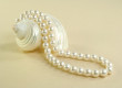 Shell And Pearls Photo