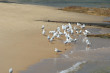 Seagulls Photo