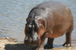 Hippopotamus Photo
