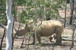 White Rhino Photo