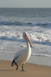 Pelican Photo