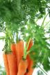 Carrots Photo