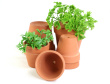 Garden Pots Photo
