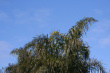 Blue Sky Palm Trees Photo