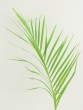 Palm Leaf Photo