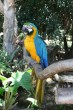 Macaw Photo