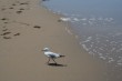 Beach Bird Photo