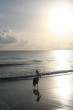 Pelican Sunrise Photo