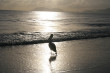 Pelican Sunrise Photo
