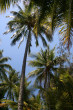 Palm Trees Photo