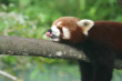 Red Panda Photo