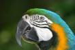 Macaw Photo