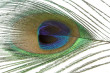 Peacock Feather Photo