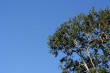 Gum Tree Photo