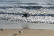 Pelican Photo