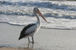 Pelican Photo