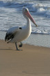 Pelican Photo
