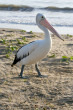 Pelican Photo
