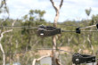 Electric Fence Photo