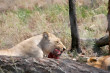 Lioness Photo
