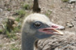 Ostrich Photo