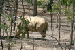 White Rhino Photo