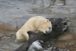 Polar Bear Photo