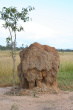 Termite Hill Photo