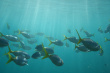 Tropical Fish Photo