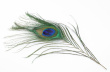 Peacock Feather Photo