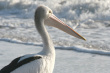 Pelican Photo