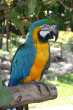 Macaw Photo