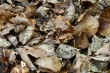 Leaves Photo