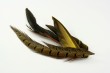 Feathers Photo