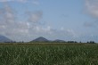 Cane Field Photo